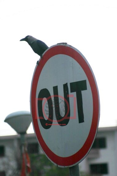 Crow Perched on “Out” Traffic Sign